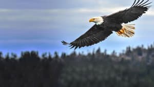 America's Greatest Animals — foto 5