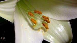 The Private Life of Plants — foto 1