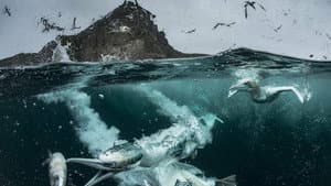 Wild Shetland: Scotland's Viking Frontier — foto 2