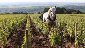 Grand Cru — foto 1