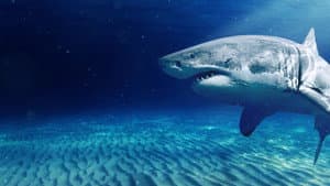 Return of the White Shark — foto 8