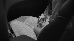 Alice-Heart — foto 10