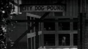 Dogs Is Dogs — foto 2