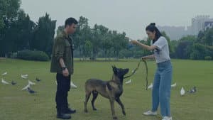 战狼犬 — foto 1