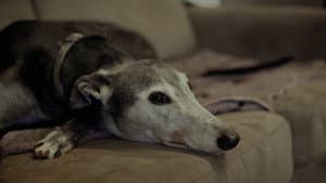 Going to the Dogs — foto 12