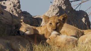 Big Cats 24/7 — foto 5