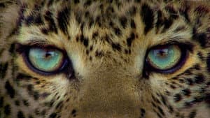 Jade Eyed Leopard — foto 1