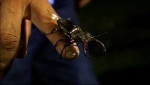 Beetle Queen Conquers Tokyo — foto 5