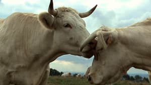 Bovines — foto 2
