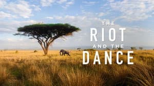 The Riot and the Dance — foto 1