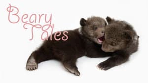 Beary Tales — foto 1