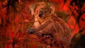 Bushfire Animal Rescue — foto 2