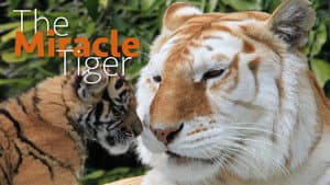 The Miracle Tiger — foto 2