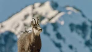 Winter am Alpenrand — foto 6