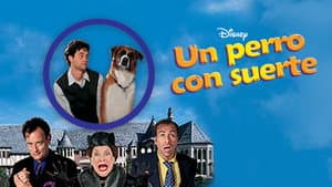 Un perro con suerte — foto 5