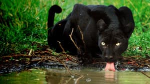 The Real Black Panther — foto 7
