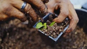Grow a Better Dallas — foto 8