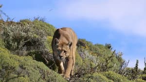Puma: Lion of the Andes — foto 1