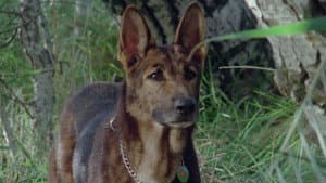 El Perro — foto 6