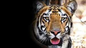 Tigress Blood — foto 1