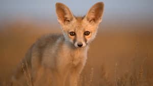 Secrets of Wild India — foto 2