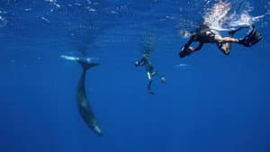 Patrick and the Whale — foto 2