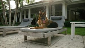 Gunther, el perro millonario — foto 3