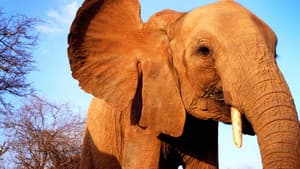 Elephant Diaries — foto 1