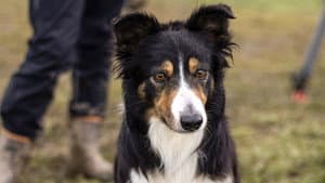 Sheepdog Showdown — foto 1