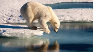 Polar Bears — foto 1