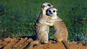 Clan of the Meerkat — foto 1