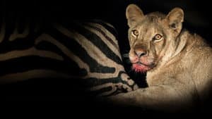 Game of Lions — foto 2