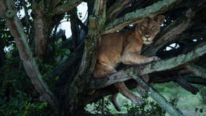 Tree Climbing Lions — foto 1