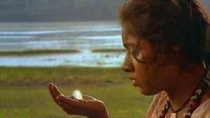 കാക്കോത്തിക്കാവിലെ അപ്പൂപ്പൻ താടികൾ — foto 1