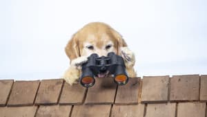 Como perros y gatos 3: Patitas unidas — foto 4