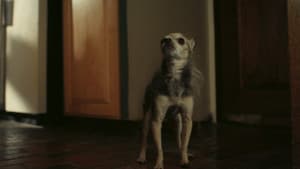 Poof — foto 3