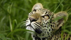 Eye of the Leopard — foto 1