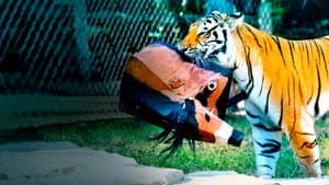 Big Cat Games — foto 3