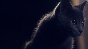 Somos animales — foto 1