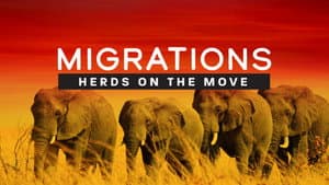 Migrations: Herds on the Move — foto 1