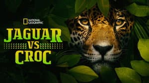 Jaguar vs. Krokodille — foto 7