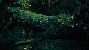 Naturaleza Viva — foto 1