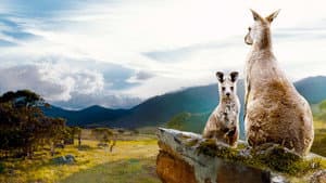 En el valle de los Canguros — foto 1