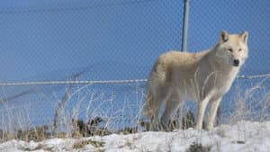 The First Canines — foto 6