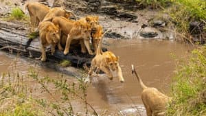 Brotherhood of Lions — foto 2