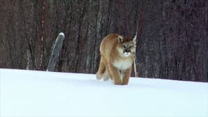 Puma, le fantôme du Gévaudan — foto 5