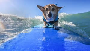 It's a Dog's Life with Bill Farmer — foto 9