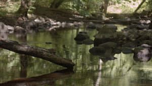 The Stream — foto 1