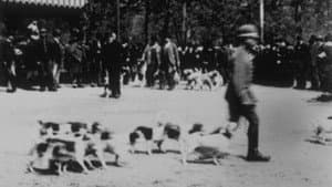 Chiens : défilé de meutes — foto 1