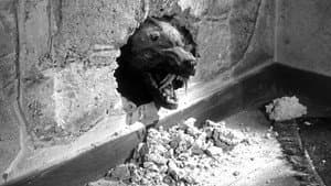 The Killer Shrews — foto 1